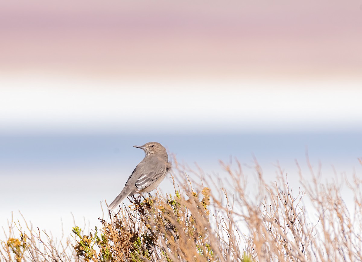 Black-billed Shrike-Tyrant - Esteban Villanueva (Aves Libres Chile)