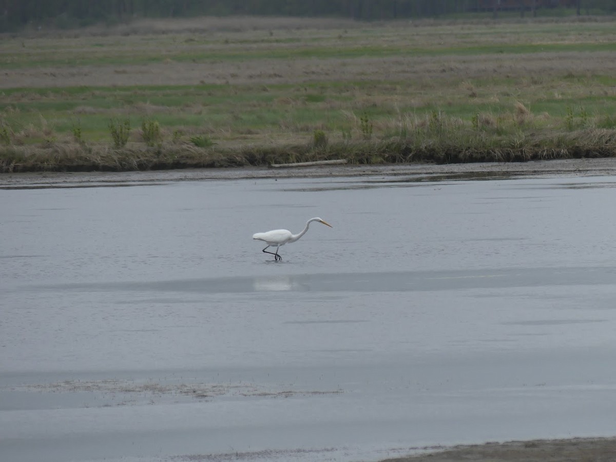 Great Egret - Julia Klukoff