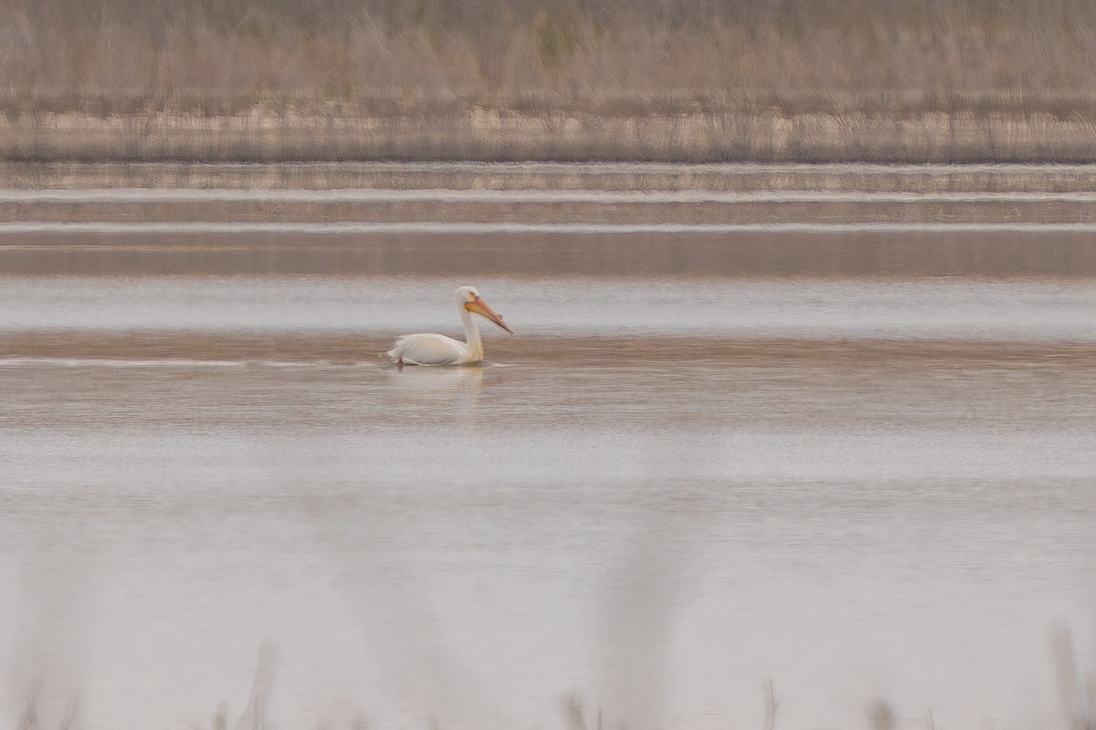 pelikán severoamerický - ML619324706