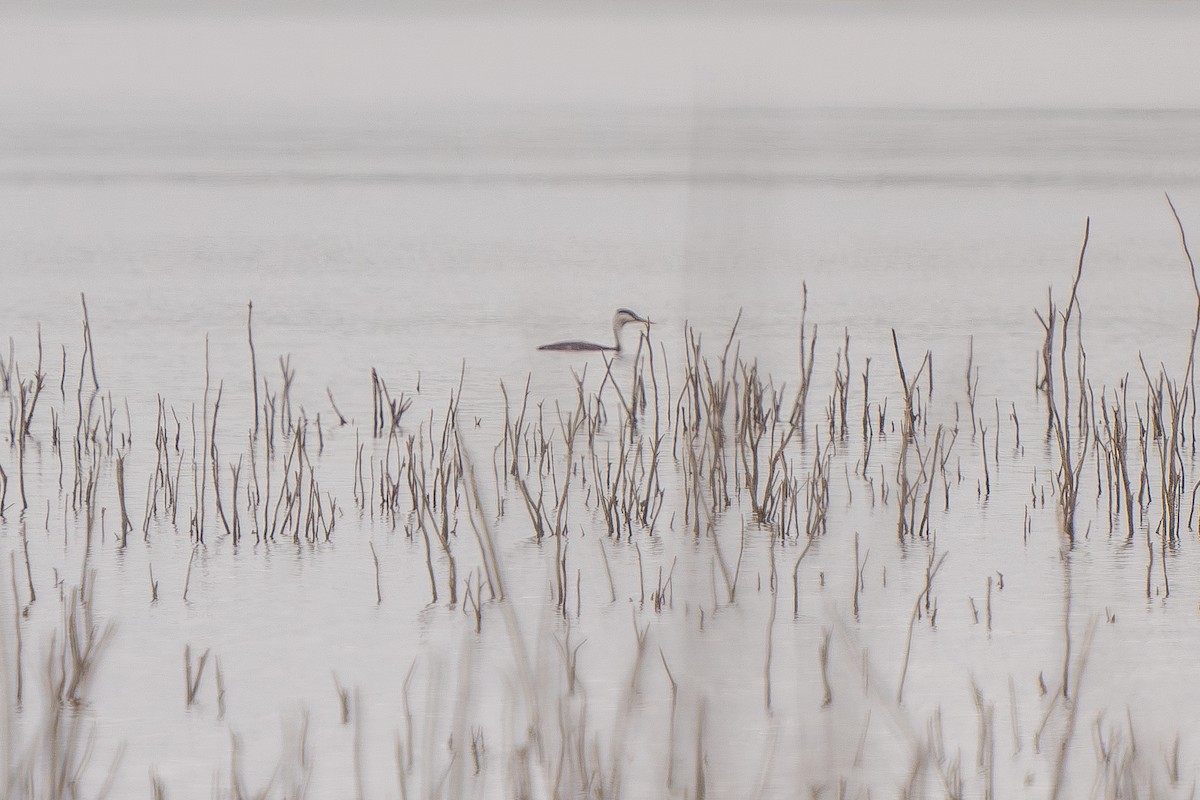 Clark's Grebe - ML619324713