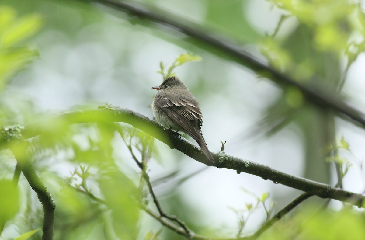 Empidonax sp. - Samrudh Nandagopal