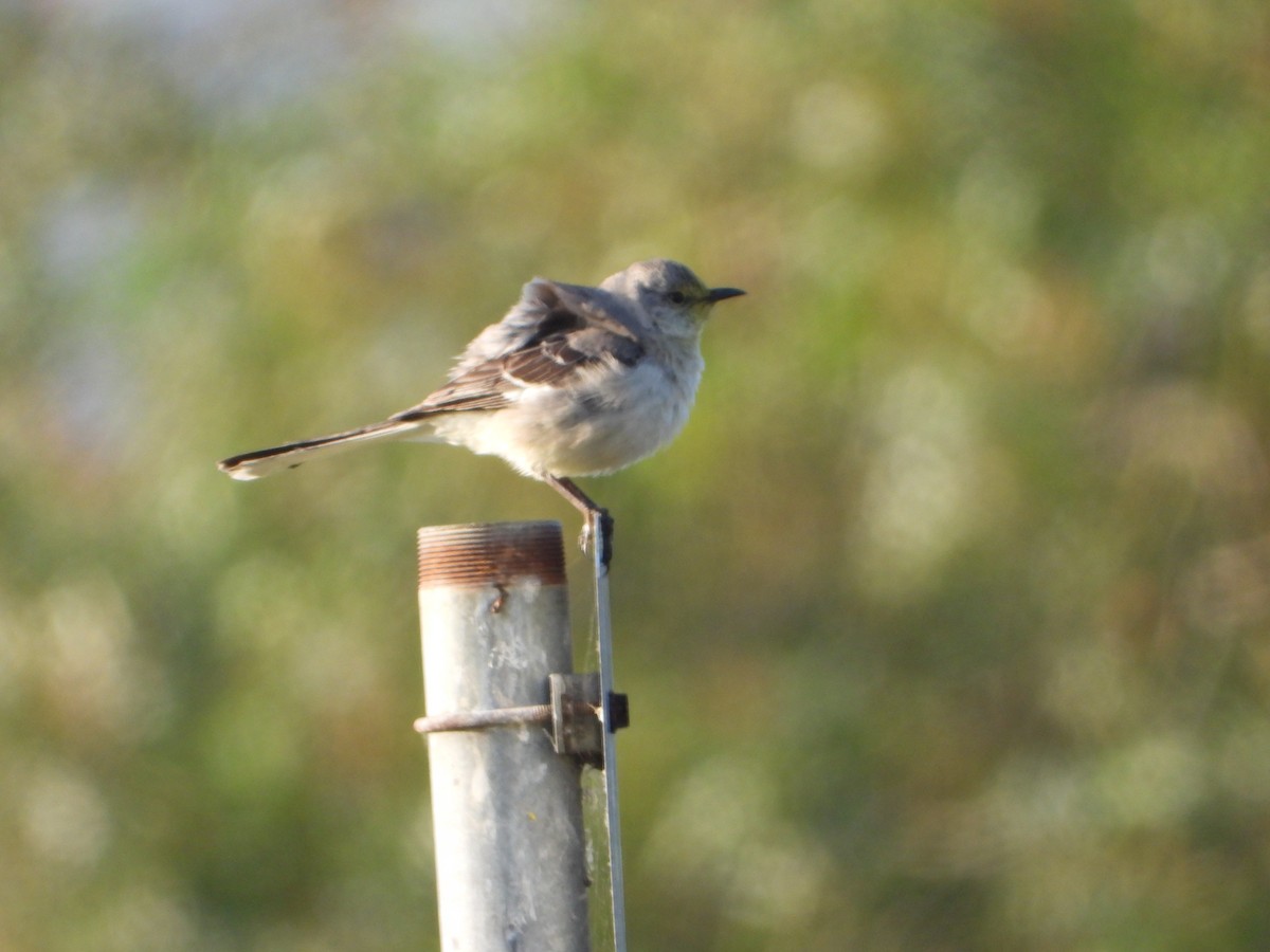 Northern Mockingbird - joe sweeney