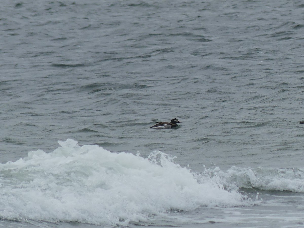 Long-tailed Duck - ML619324738