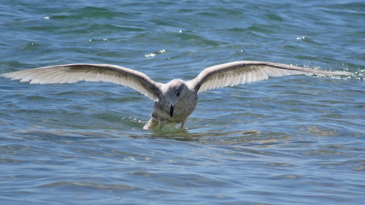 Gaviota Groenlandesa - ML619324745