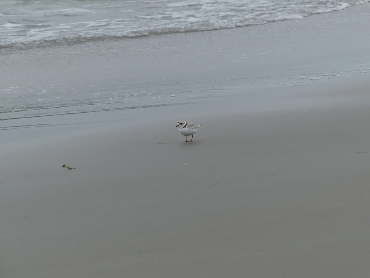 Piping Plover - ML619324759