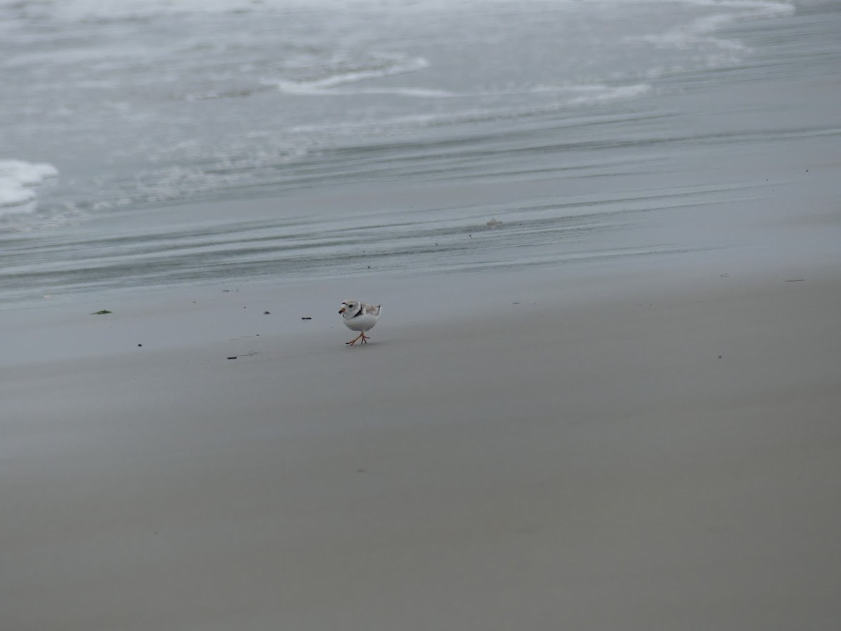 Piping Plover - ML619324760