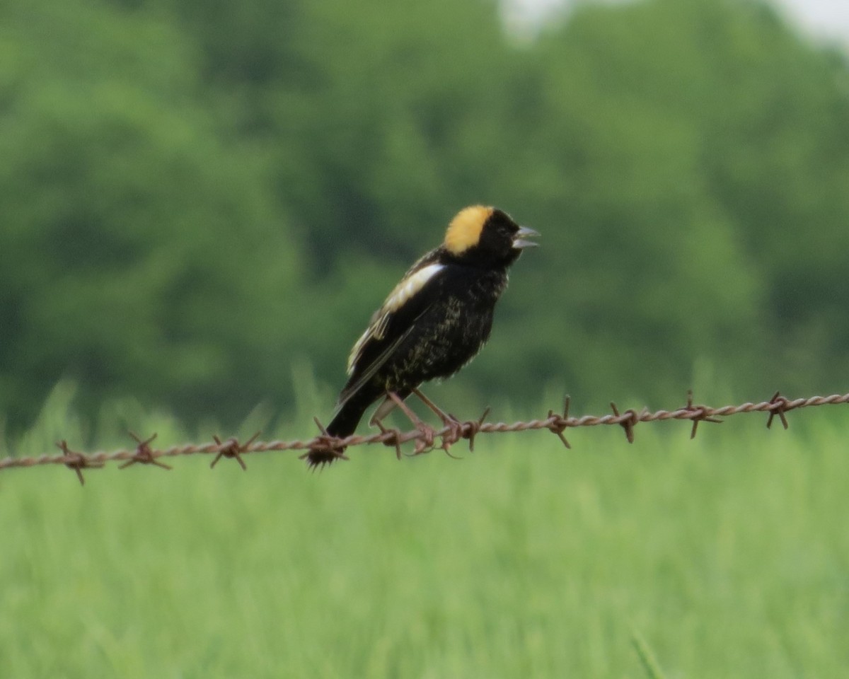 Bobolink - ML619324762