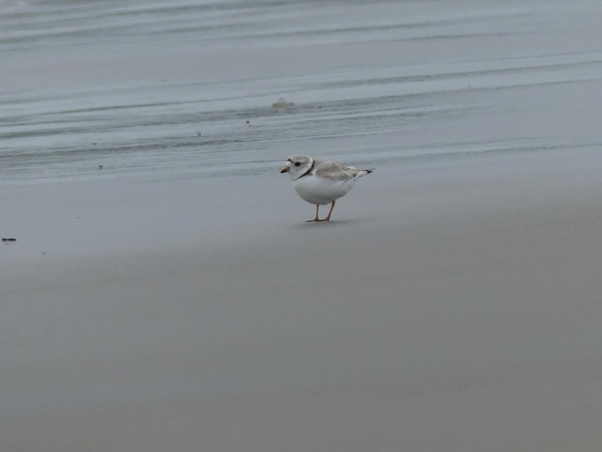 Piping Plover - ML619324763