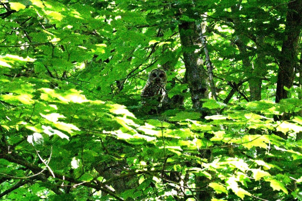 Barred Owl - Evelyn Kirkwood