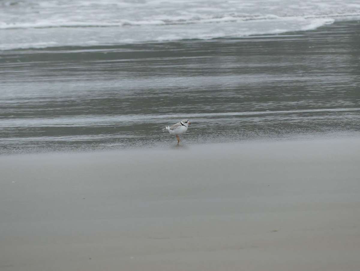 Piping Plover - ML619324767