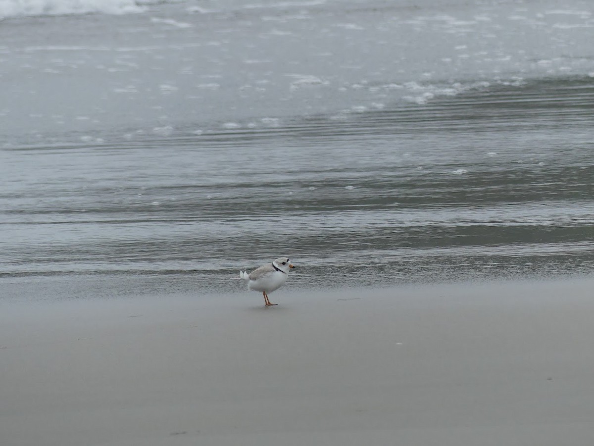 Piping Plover - ML619324771