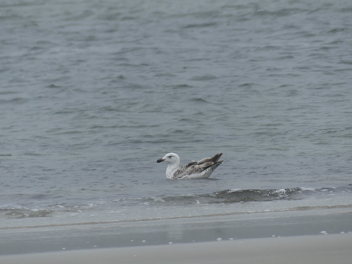 Gaviota Argéntea - ML619324774