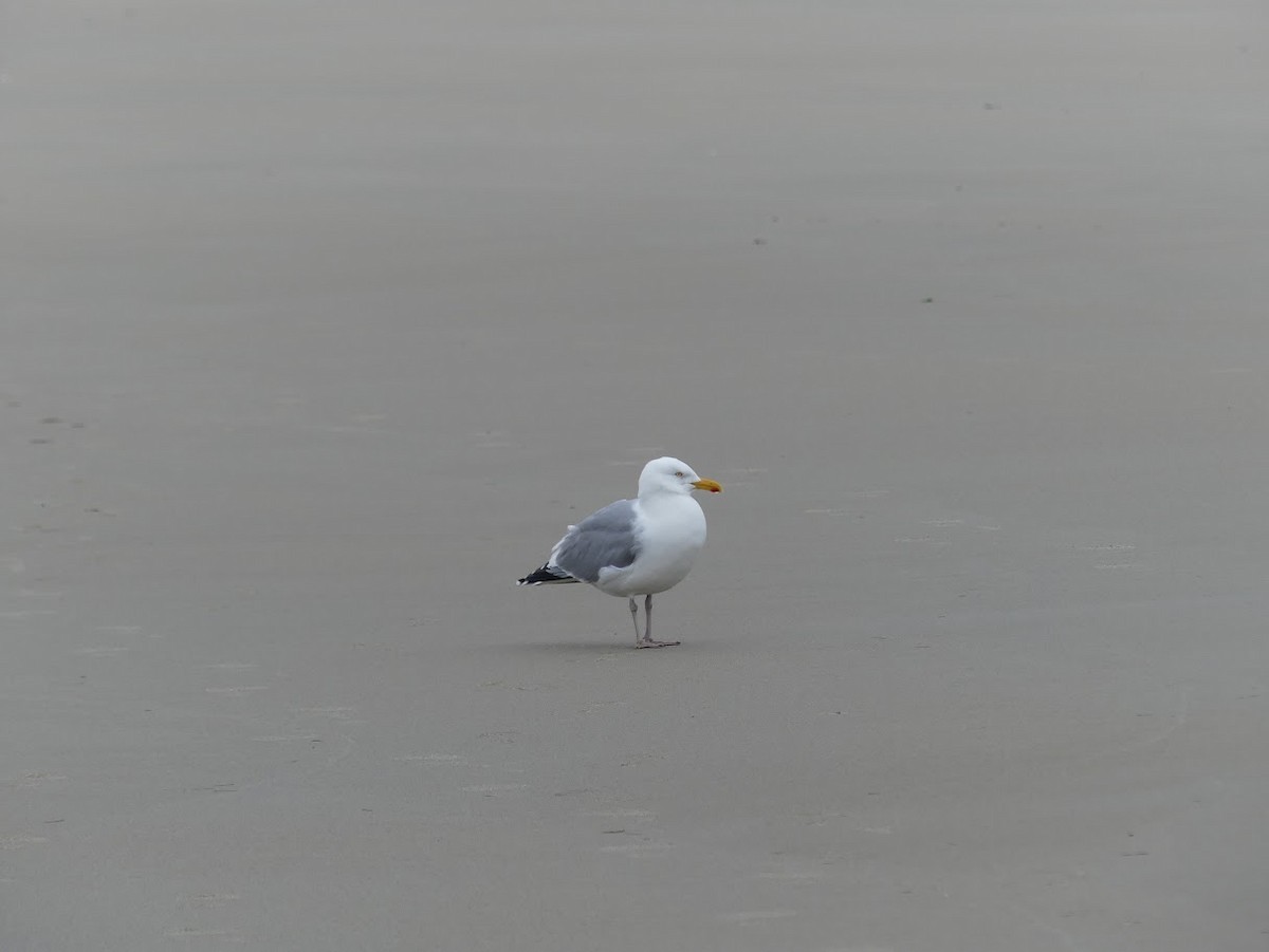 Herring Gull - ML619324781