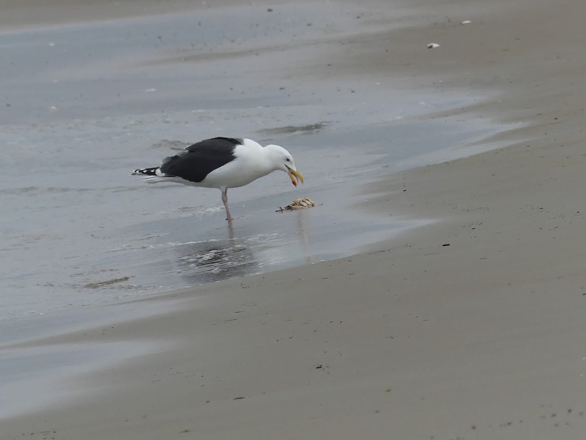 Great Black-backed Gull - Julia Klukoff