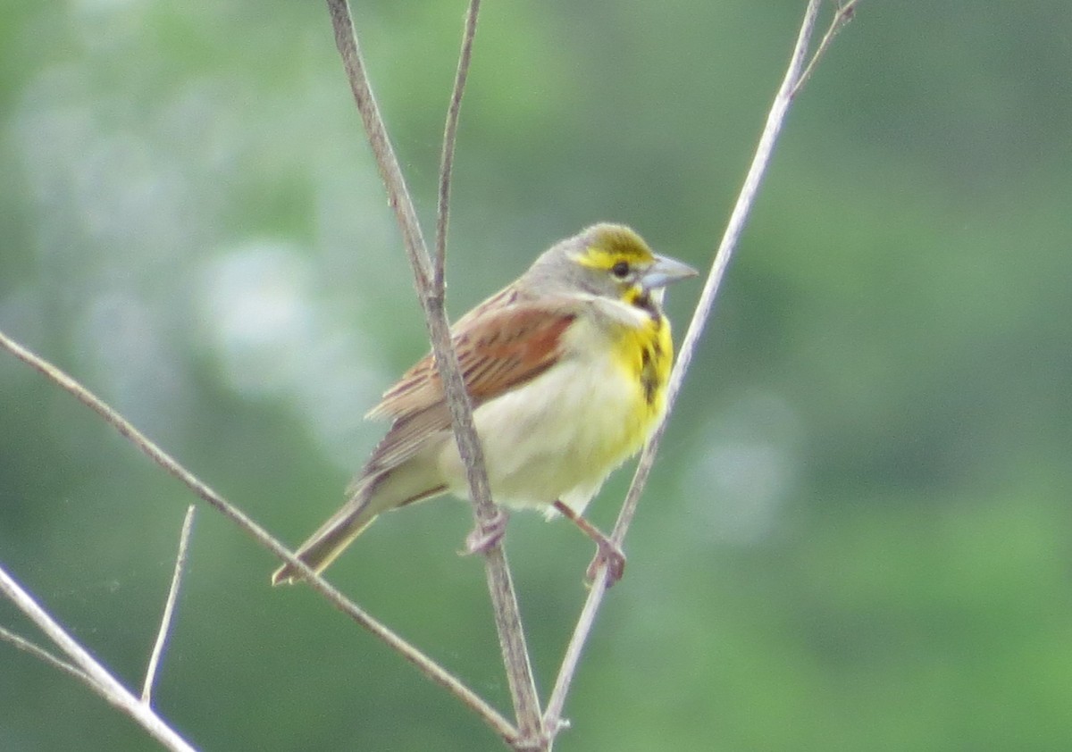 Dickcissel - ML619324795