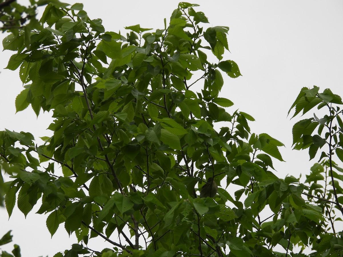 Blackpoll Warbler - Clayton Will