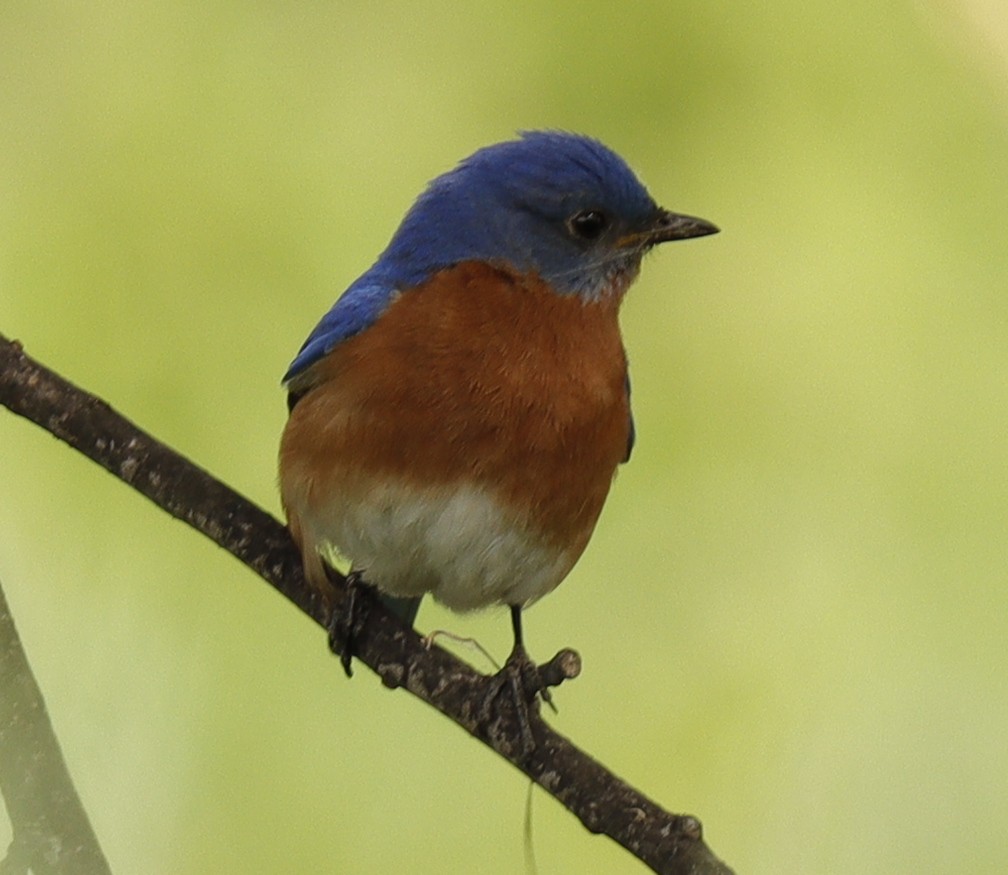 Eastern Bluebird - ML619324798