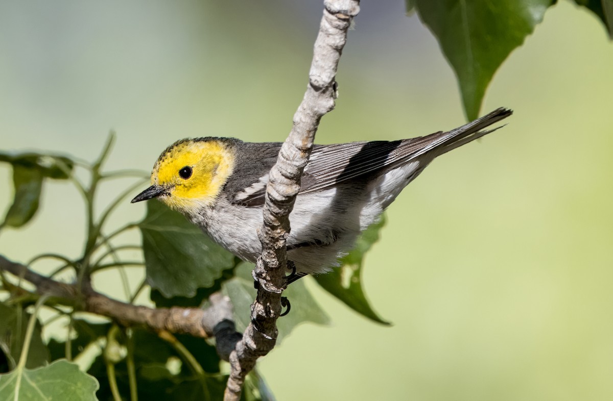 Hermit Warbler - Daniel Ward