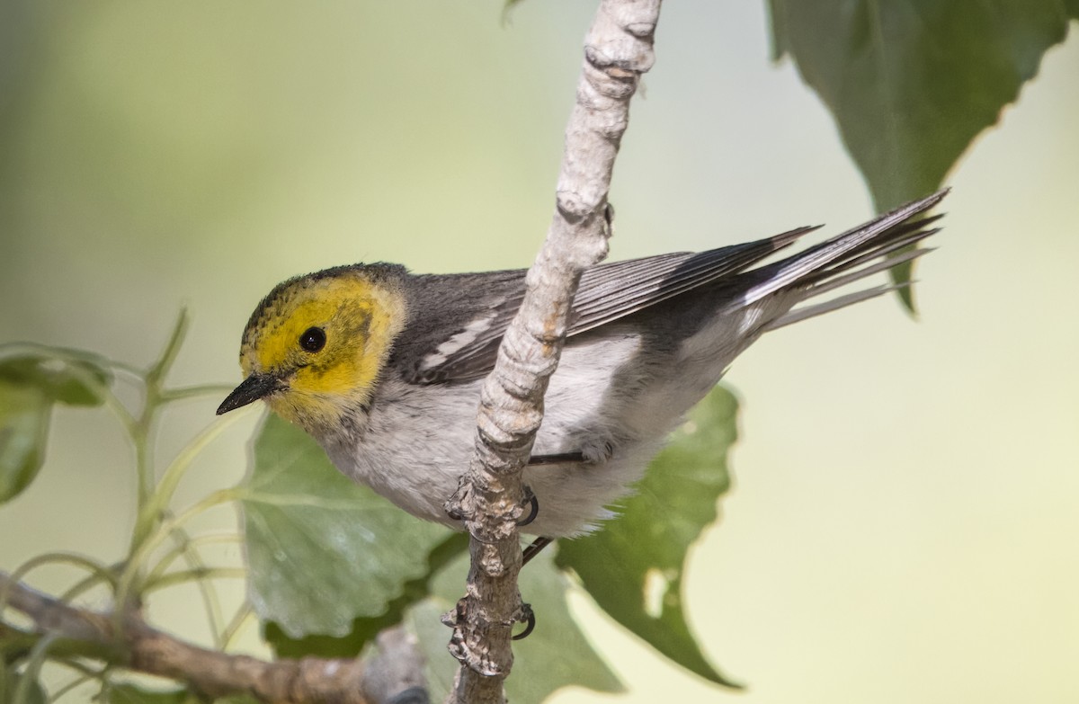 Hermit Warbler - Daniel Ward