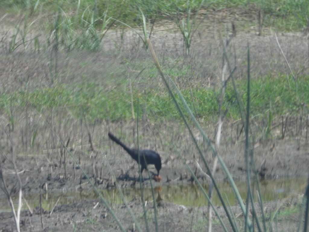 Great-tailed Grackle - joe sweeney