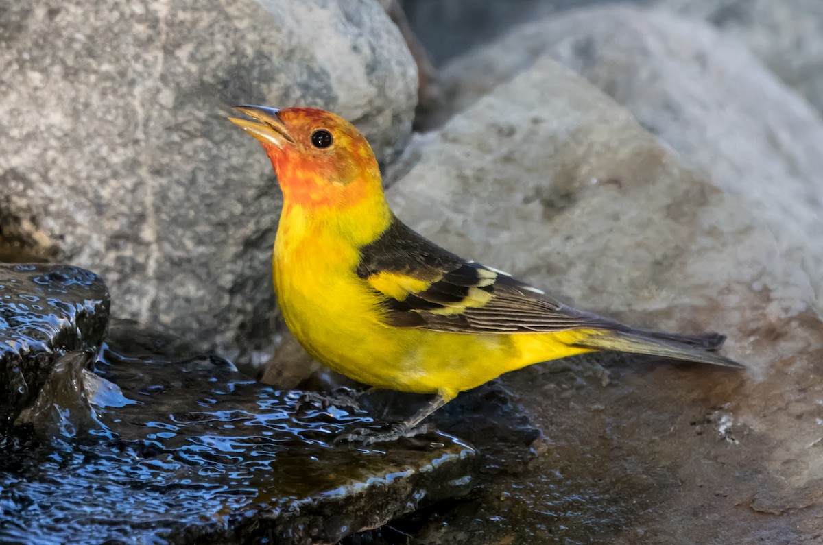 Western Tanager - Daniel Ward