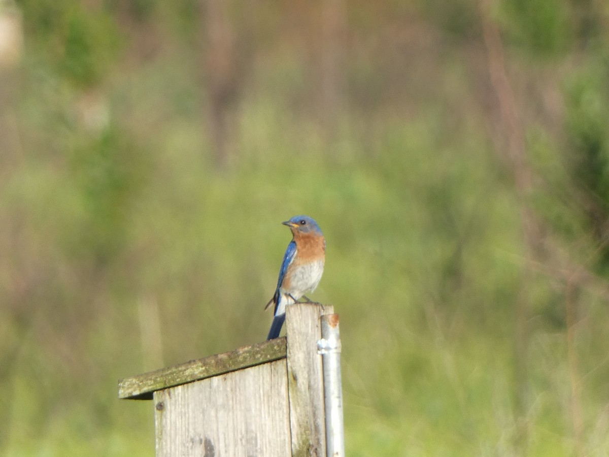 Eastern Bluebird - ML619324825