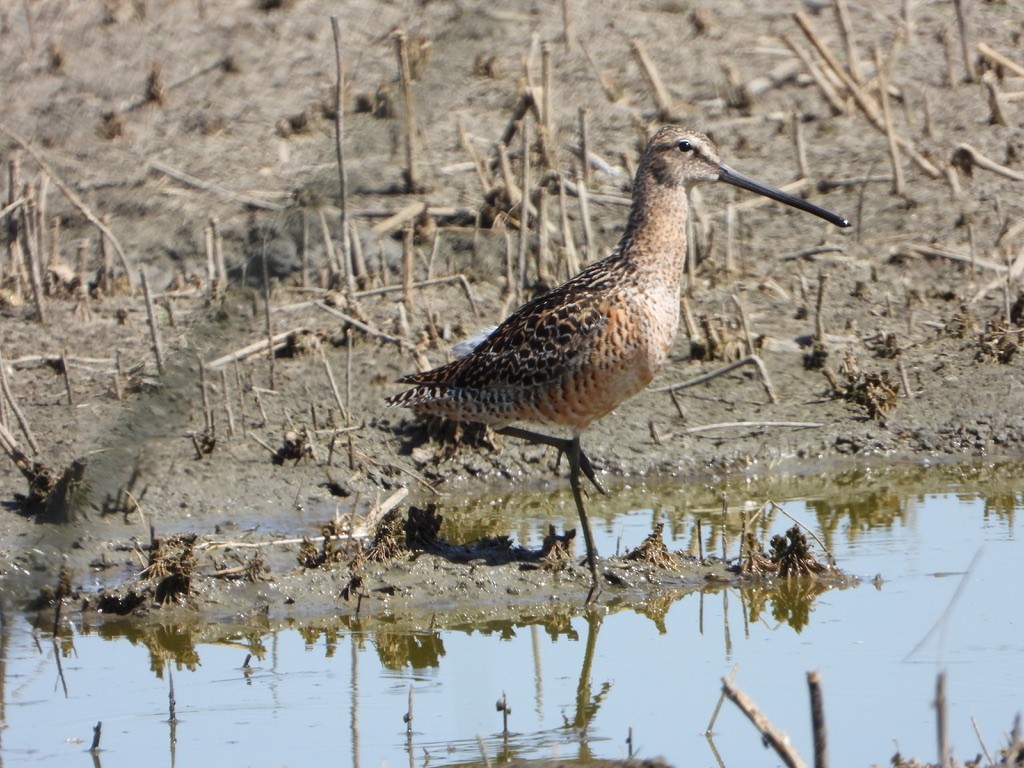 Long-billed Dowitcher - joe sweeney