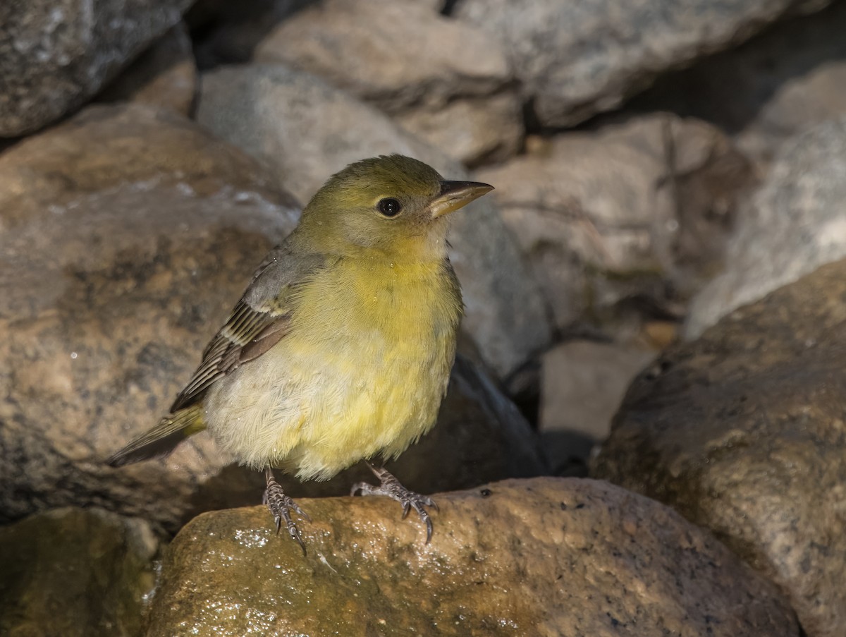 Western Tanager - Daniel Ward