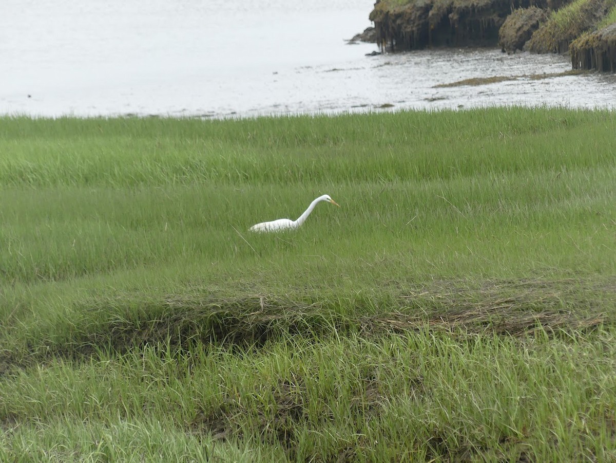 Great Egret - Julia Klukoff