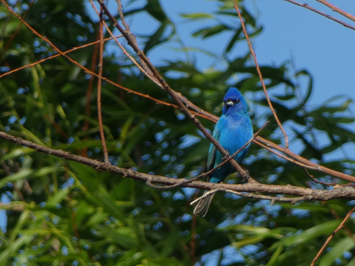 Indigo Bunting - Jon Webb