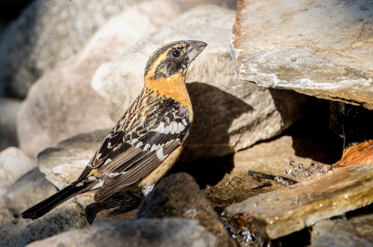 Black-headed Grosbeak - Daniel Ward