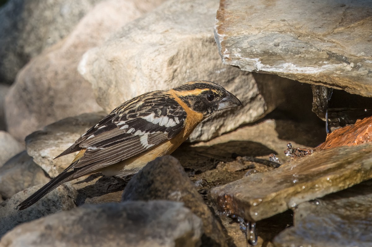 Black-headed Grosbeak - Daniel Ward