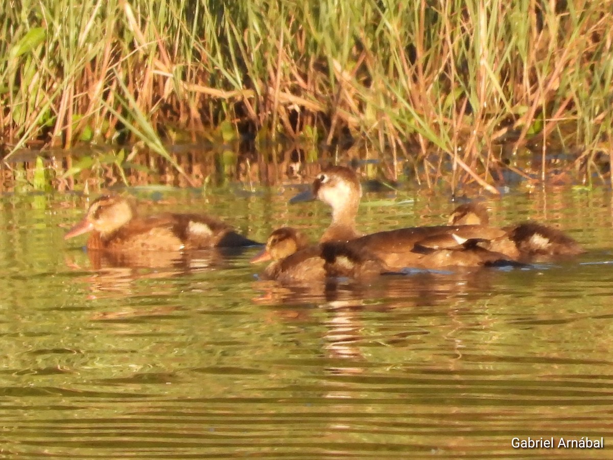 Canard amazonette - ML619324880