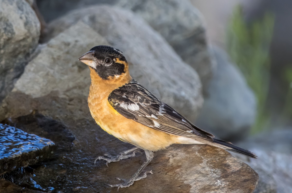 Black-headed Grosbeak - Daniel Ward