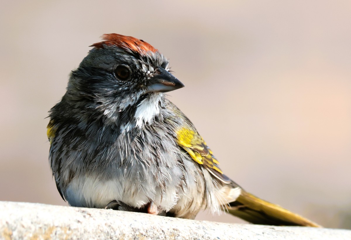 Passerellidae sp. (sparrow sp.) - ML619324896