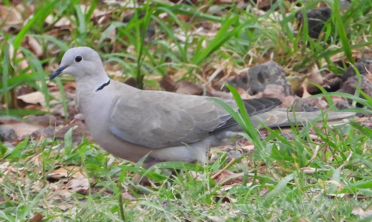 Eurasian Collared-Dove - Guadalupe Esquivel Uribe