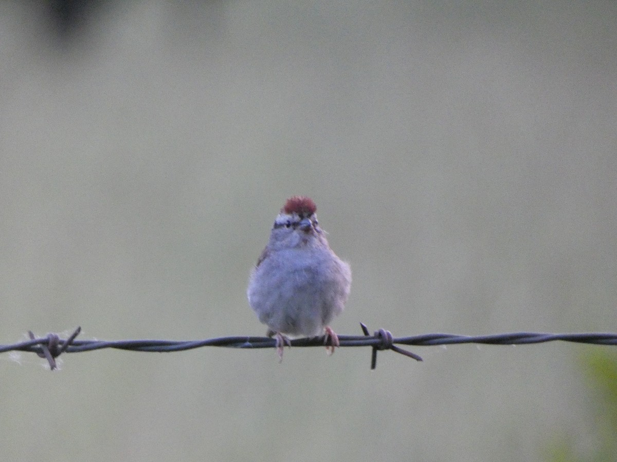Chipping Sparrow - Jon Webb