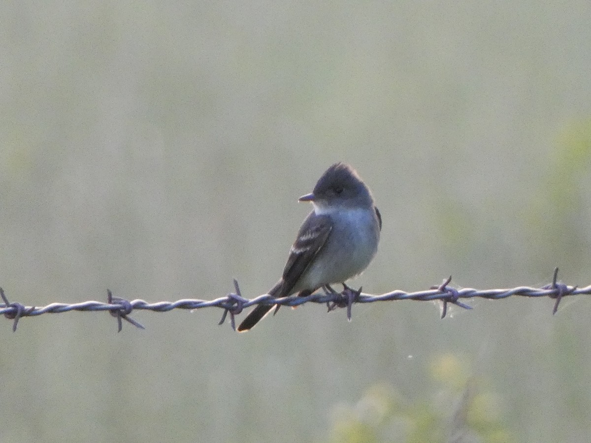 Eastern Wood-Pewee - ML619324920