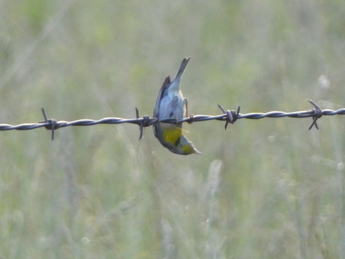 Northern Parula - ML619324940