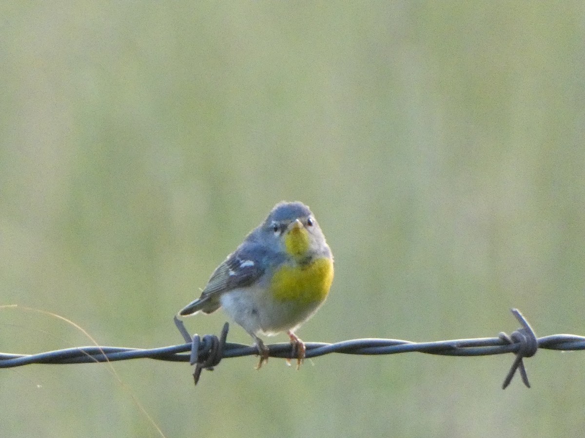 Northern Parula - ML619324941