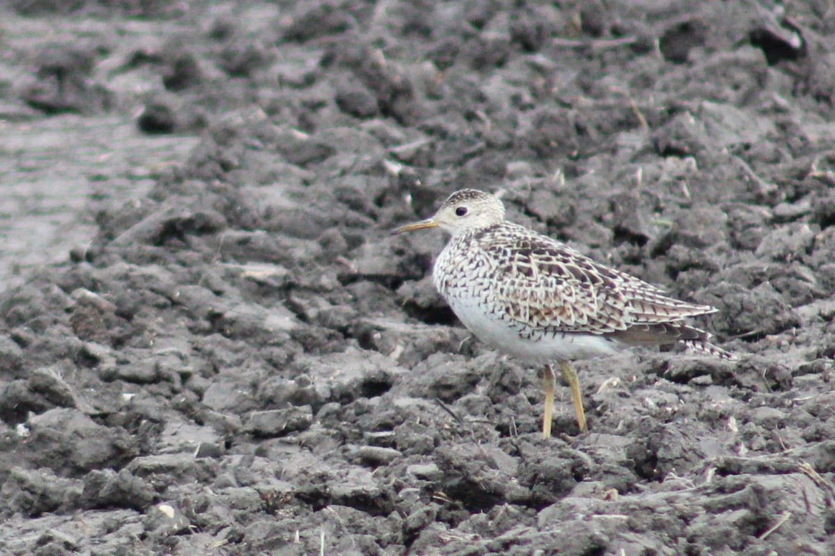 Upland Sandpiper - ML619324942