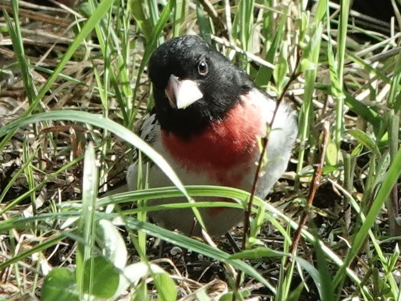 Rose-breasted Grosbeak - Mike Blancher