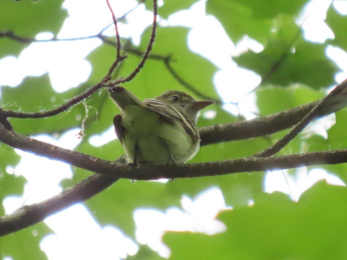 Acadian Flycatcher - Collin Smith