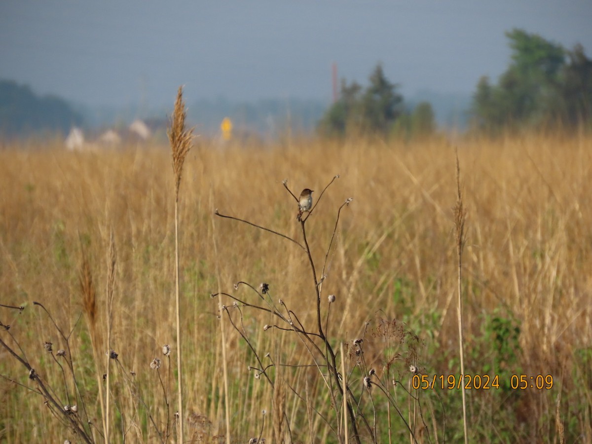 Sedge Wren - Kelly Coles