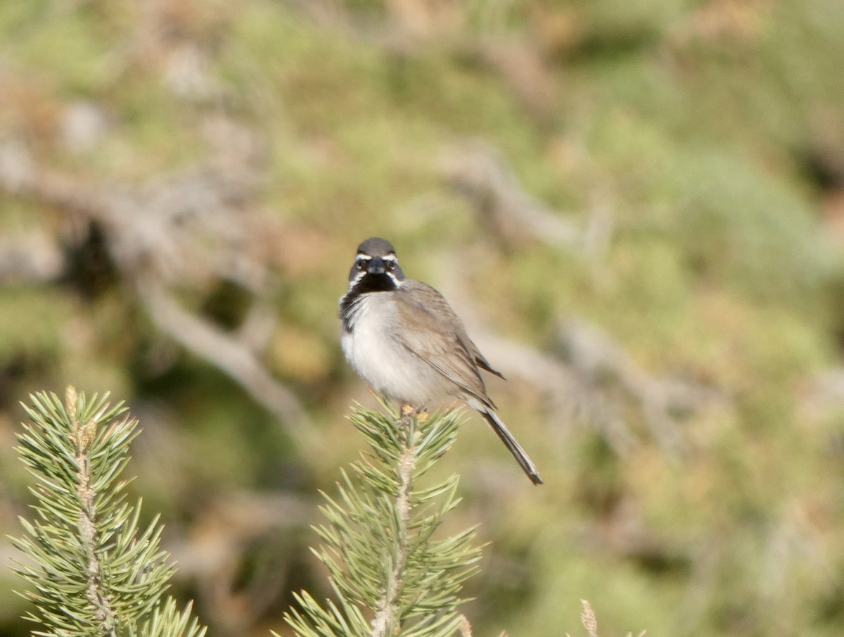 Black-throated Sparrow - Gerhard Kuhn