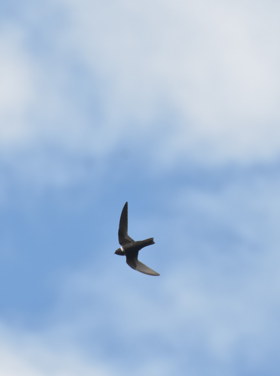 White-collared Swift - Sebastián Vizcarra