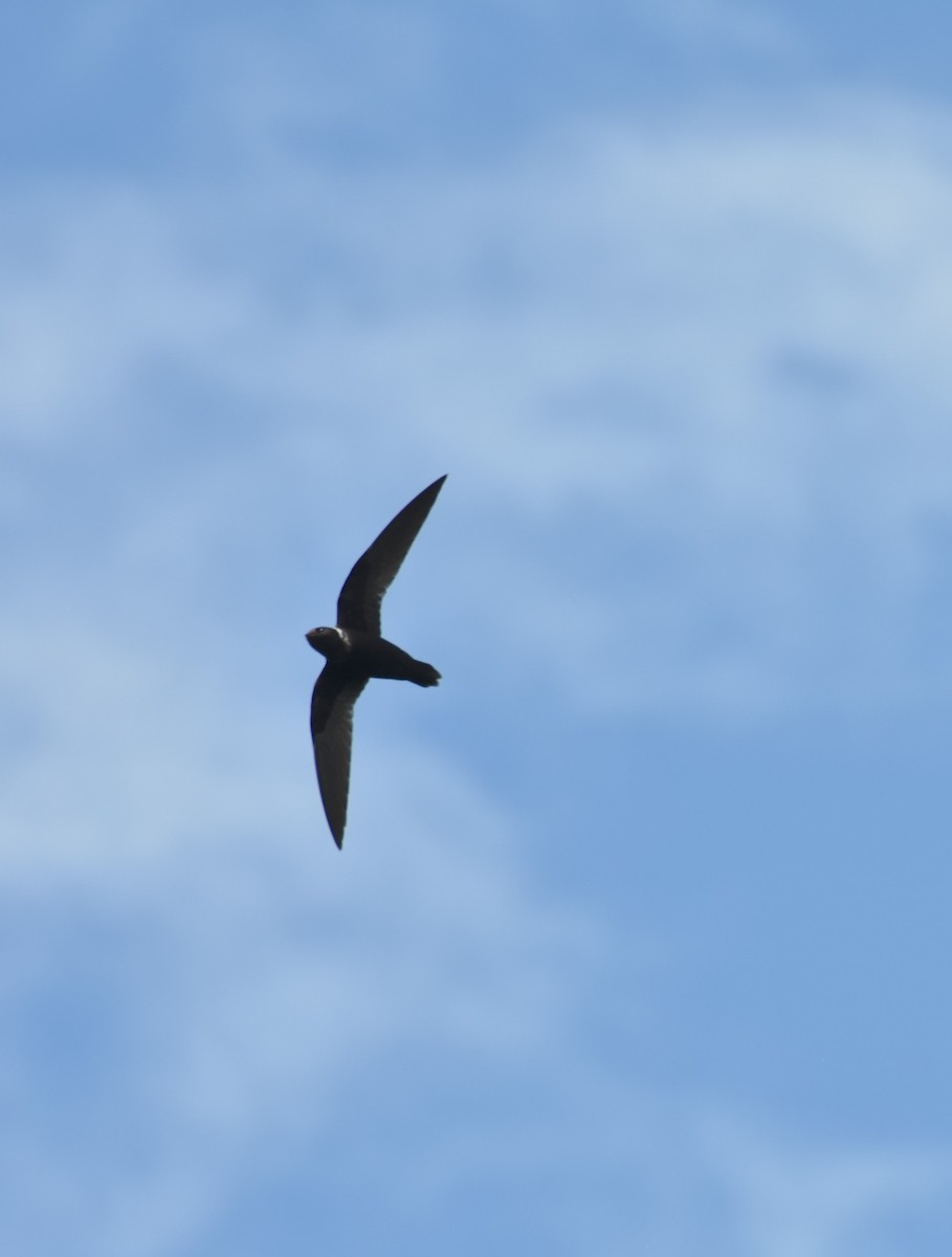 White-collared Swift - Sebastián Vizcarra