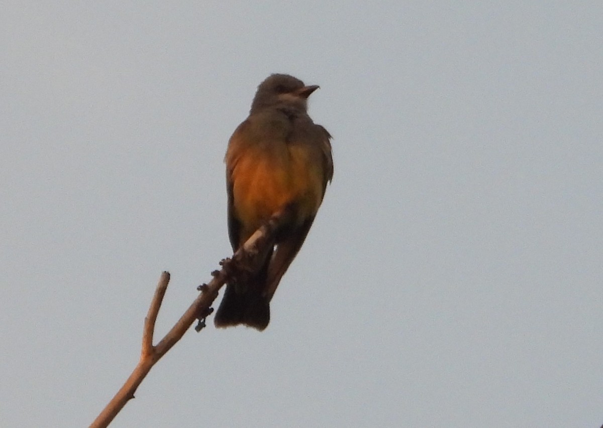 Cassin's Kingbird - Guadalupe Esquivel Uribe