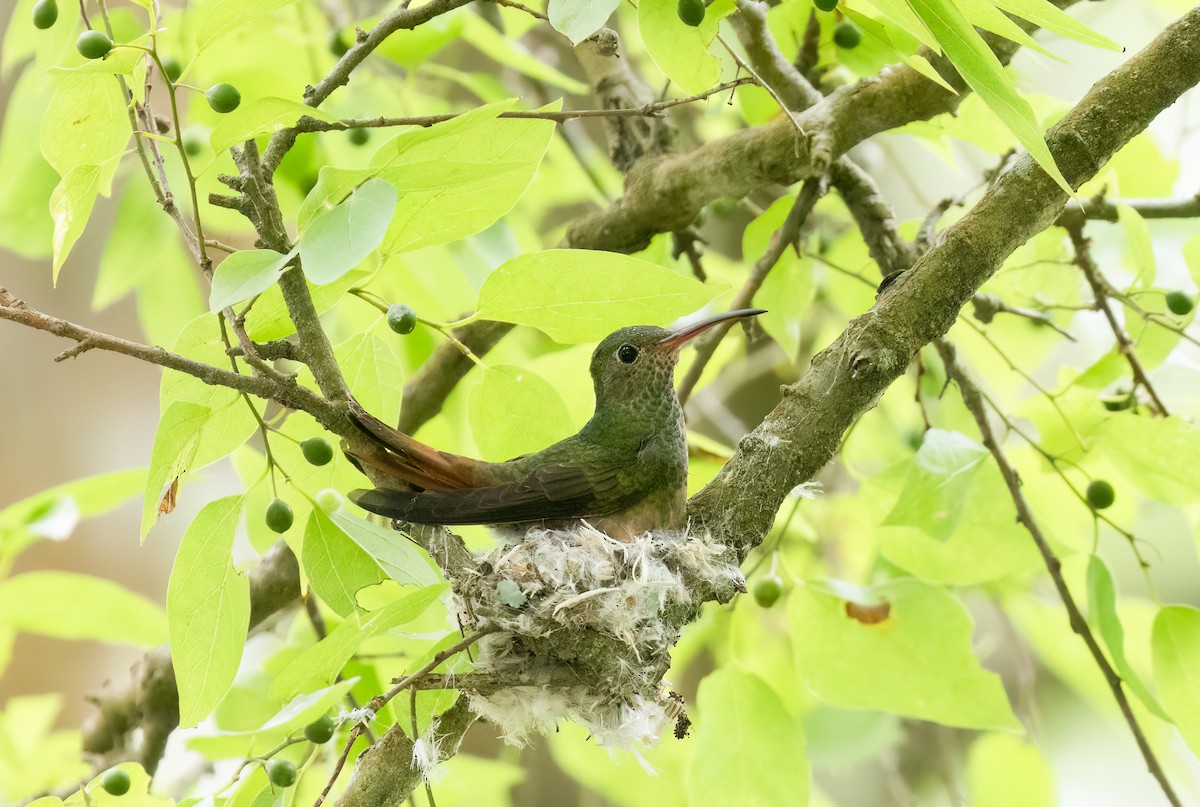 Buff-bellied Hummingbird - Robert McMorran