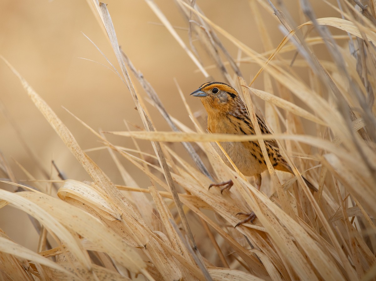 LeConte's Sparrow - Markus Duhme